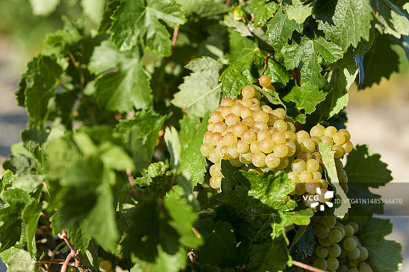 葡萄园中的白葡萄图片素材
