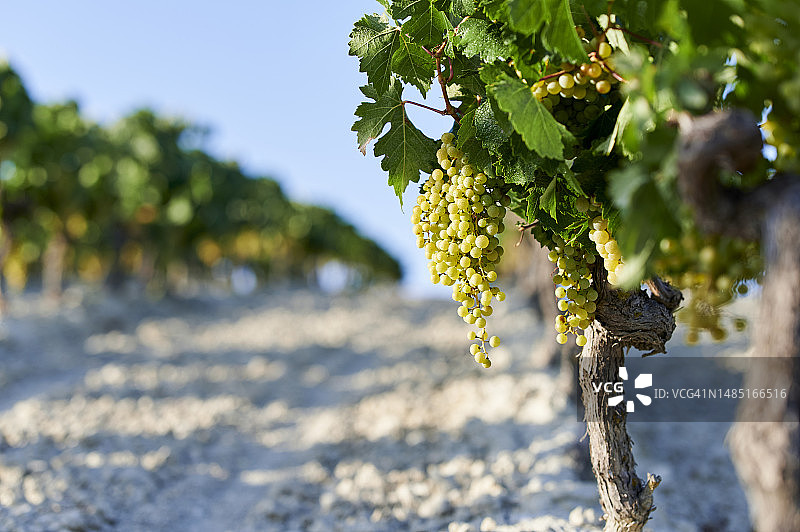 葡萄园中的白葡萄图片素材