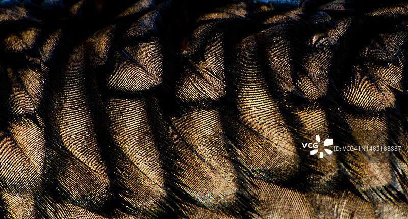 鸬鹚羽毛图片素材