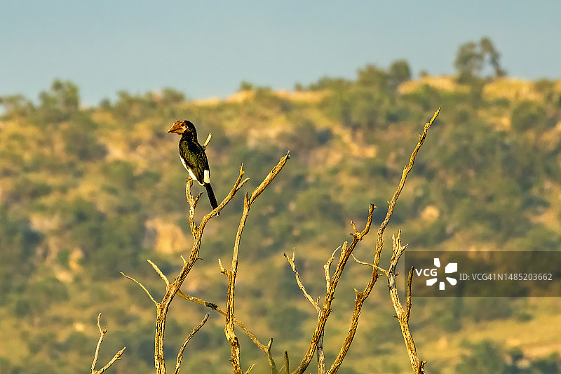 南非克鲁格国家公园里的号叫犀鸟图片素材