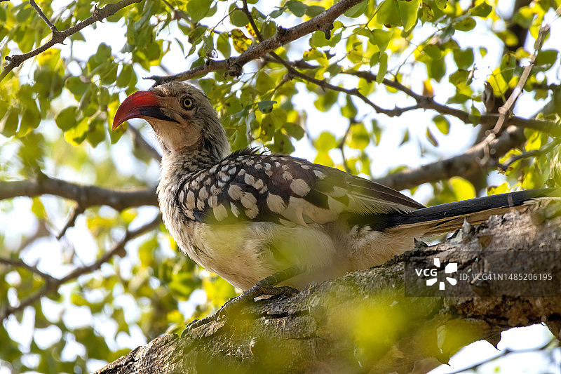 克鲁格国家公园里的南方红嘴犀鸟图片素材