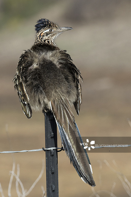 大走鹃栖息在栅栏上晒太阳图片素材
