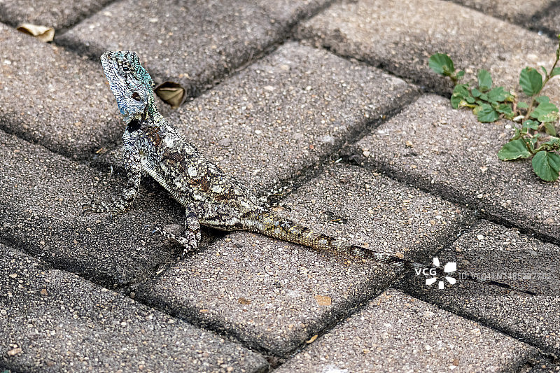 克鲁格国家公园的树蜥蜴图片素材