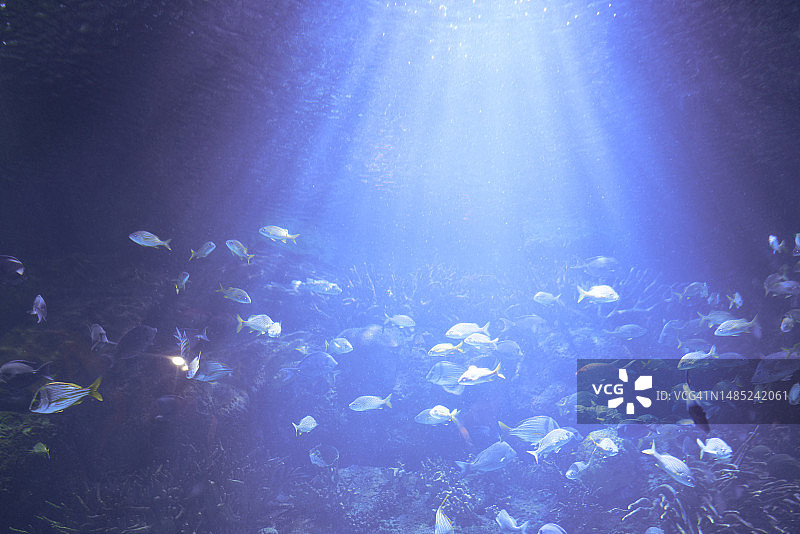 珊瑚礁中活跃游动的鱼群图片素材