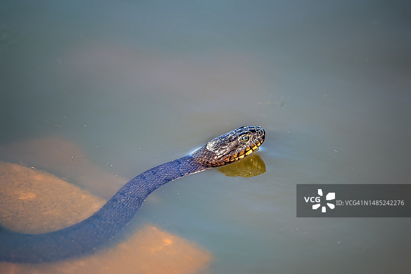 普通水蛇图片素材