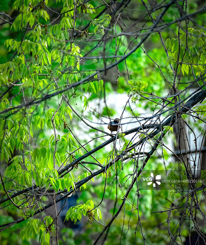 树枝上的鸟（自然场景）图片素材