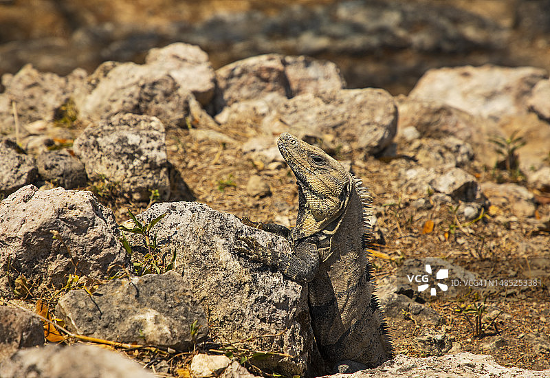 玛雅遗址中的鬣蜥图片素材