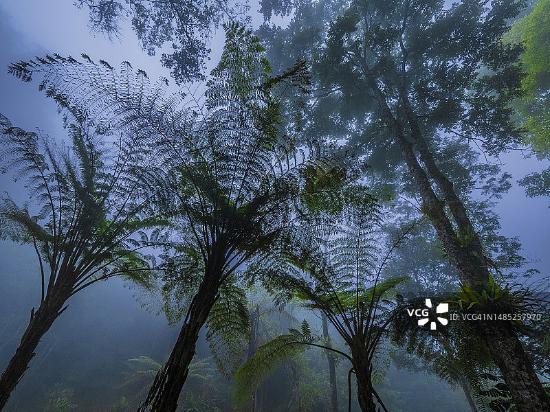 印度尼西亚巴厘岛巴纽马拉双子瀑布附近的雾气蒙蒙的热带雨林图片素材