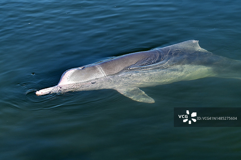 雌性澳洲驼背海豚图片素材