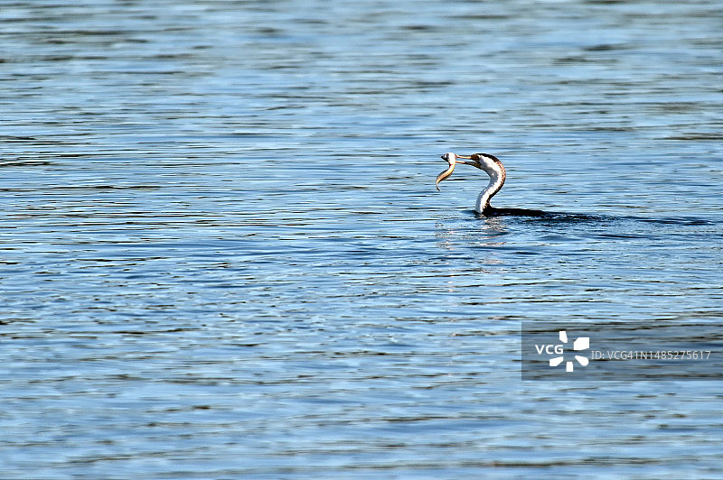 澳洲斑鸬鹚捕鱼图片素材