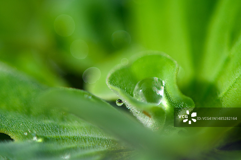 水莴苣上的水滴图片素材