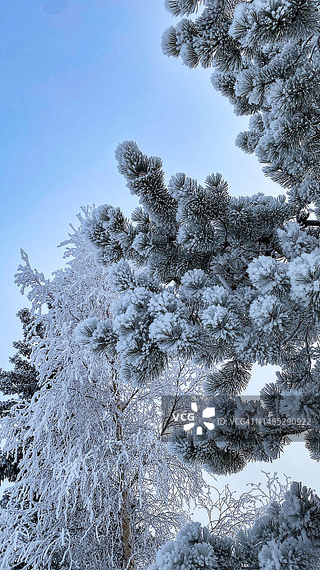 阿拉斯加树木上的羽毛状霜图片素材