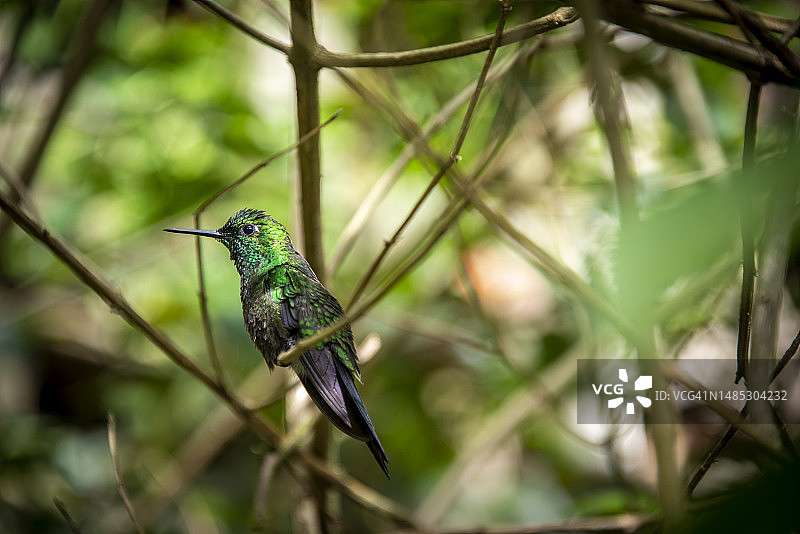 亮喉蜂鸟，一种发现于哥斯达黎加热带雨林的鸟类图片素材