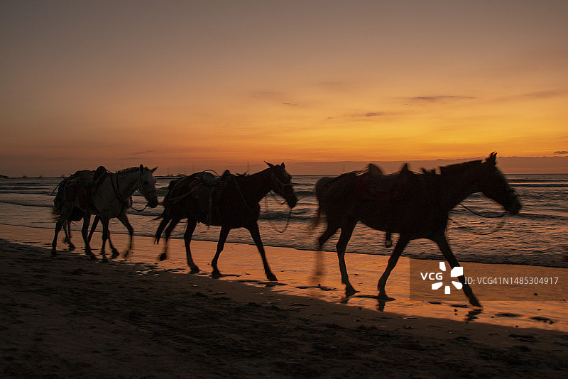三匹马在岸边行走的剪影，背景是令人叹为观止的金色日落，哥斯达黎加瓜纳卡斯特塔马林多海滩图片素材