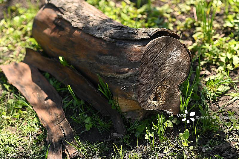 躺在地上的老木头，干燥的树皮已经破裂图片素材