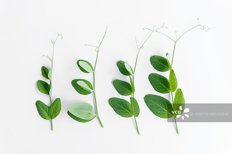 白色背景下的新鲜绿色豌豆叶图片素材