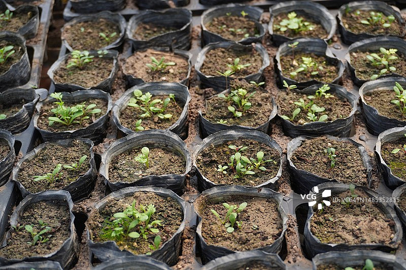 现代水培温室中的有机观赏植物和花卉图片素材