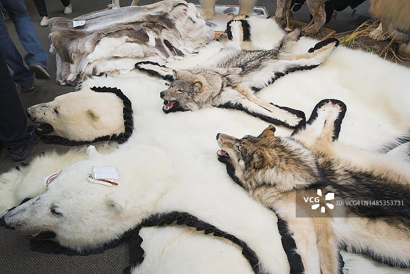 加拿大蒙特利尔的狼和北极熊皮图片素材