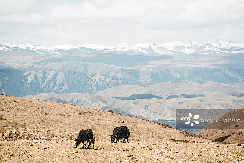 2023年4月26日，中国四川省雅拉雪山塔公草原图片素材