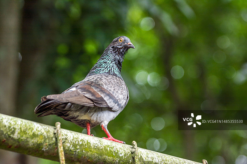 栖息在树枝上的鸽子特写图片素材