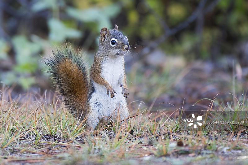 灰松鼠，加拿大多伦多图片素材