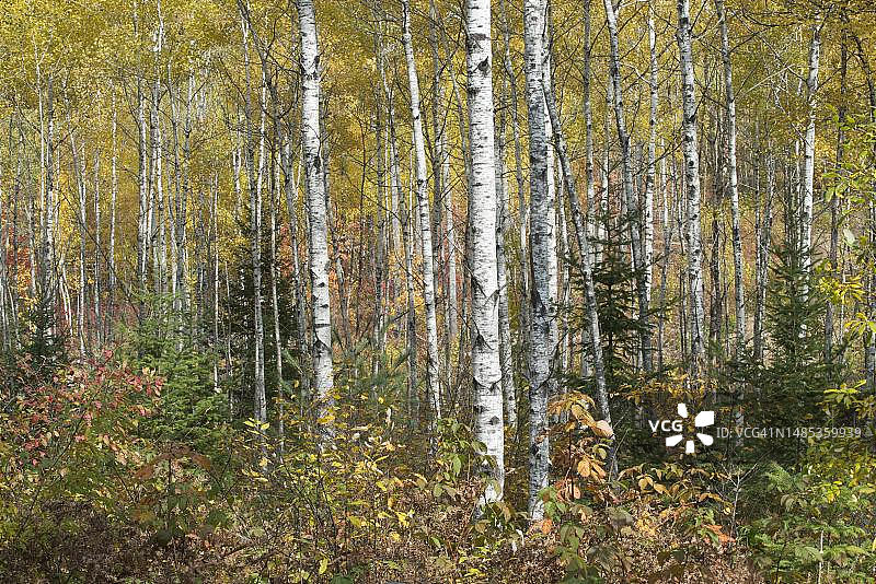 加拿大阿尔冈金公园的秋季桦树图片素材