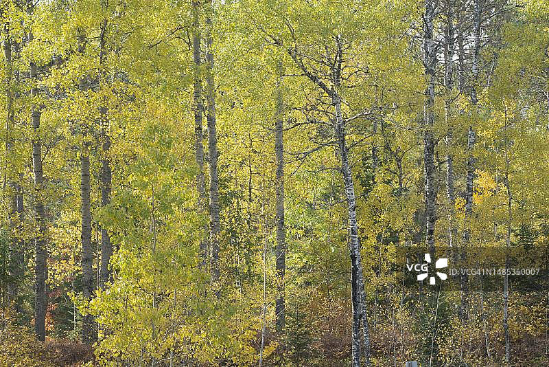 加拿大阿尔冈金公园的秋季桦树图片素材