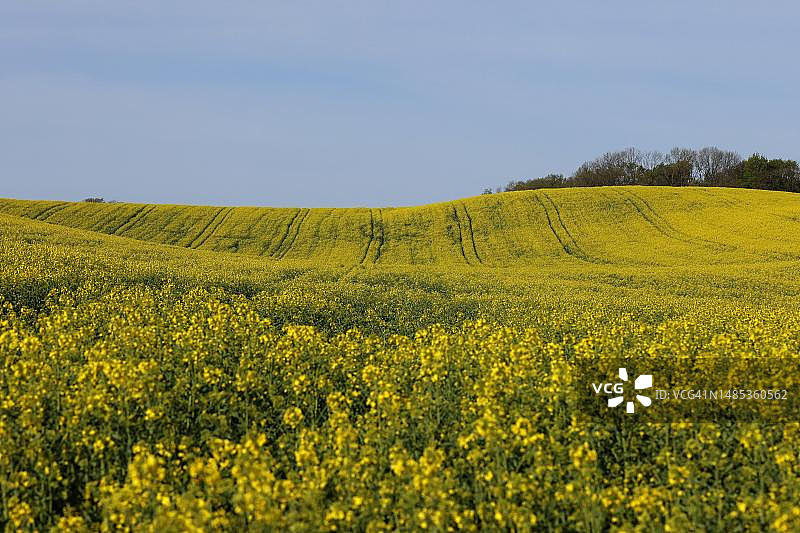 德国巴登-符腾堡州辛斯海姆田野中盛开的油菜花图片素材
