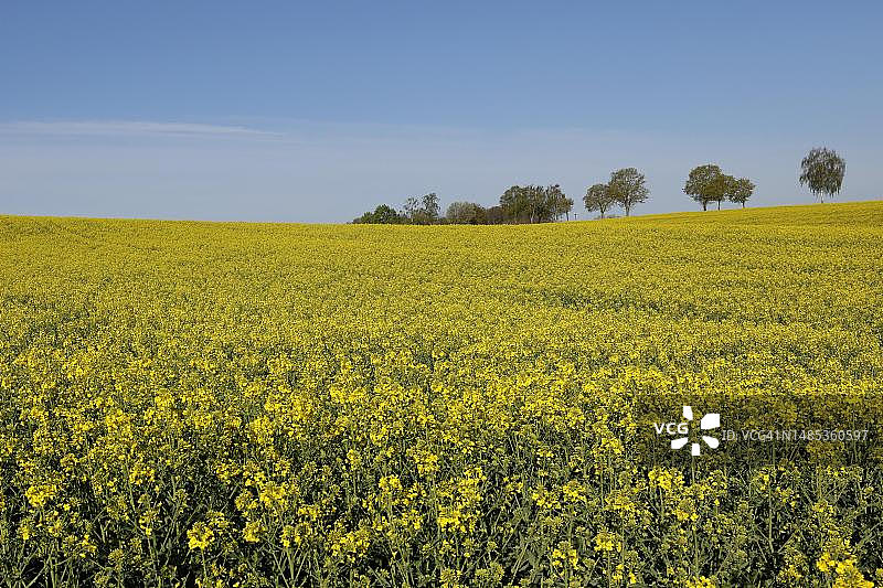 德国巴登-符腾堡州辛斯海姆田野中盛开的油菜花图片素材