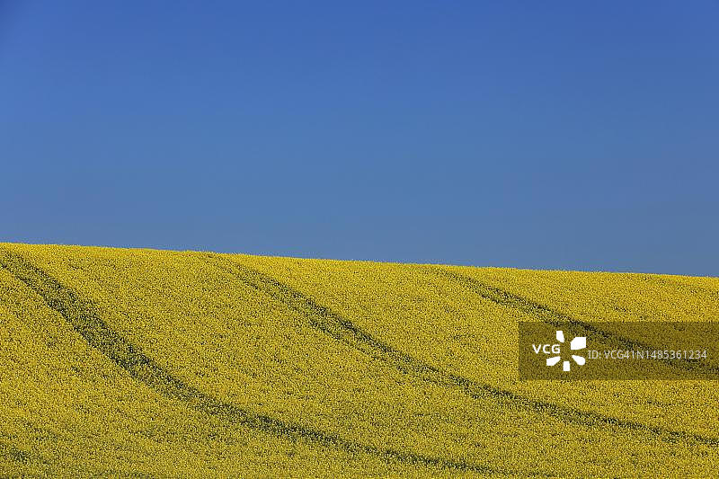 德国巴登-符腾堡州辛斯海姆田野中盛开的油菜花图片素材
