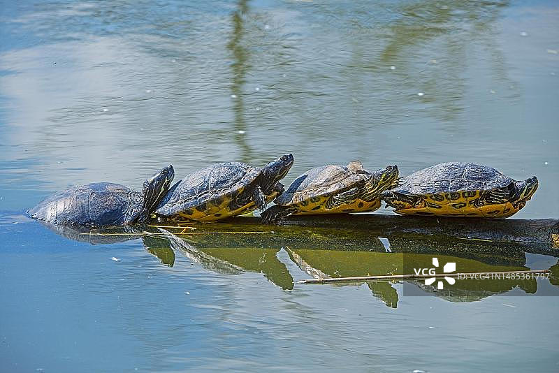 在德国勃兰登堡，四只黄脸彩龟（Trachemys scripta scripta）在水中的一根粗树枝上晒太阳图片素材