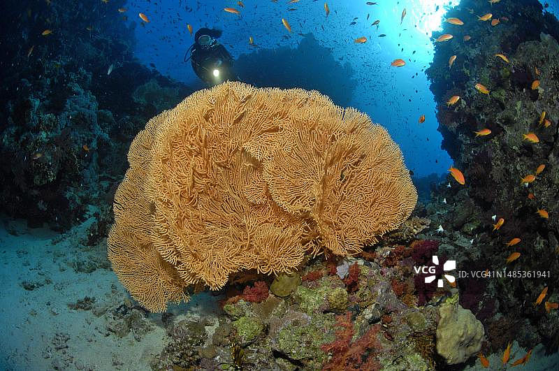 潜水员观察红海的巨型海扇（软柳珊瑚）图片素材