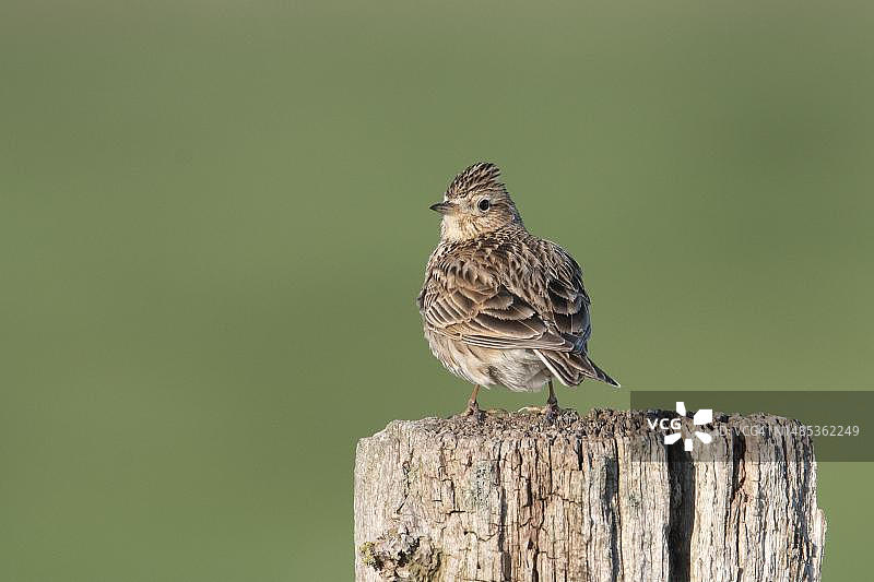 欧亚云雀，成鸟，栖息在篱笆柱子上，德国下萨克森州图片素材