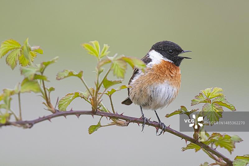 欧洲石鵖：雄性成鸟栖息在黑莓灌木上，德国下萨克森州迪普霍尔茨区图片素材