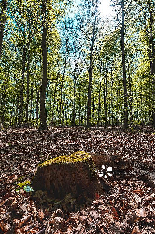 德国下萨克森州森林地面上的树桩图片素材