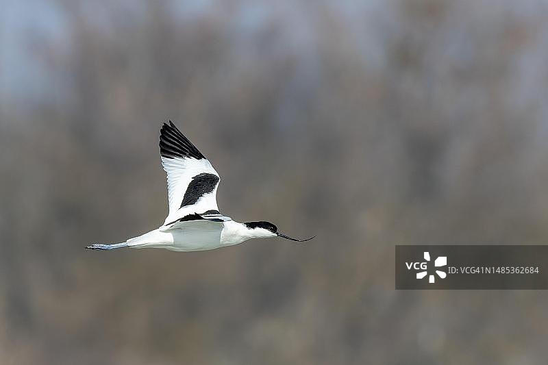 在飞行的反嘴鹬，奥地利布尔根兰州新锡德尔湖国家公园图片素材