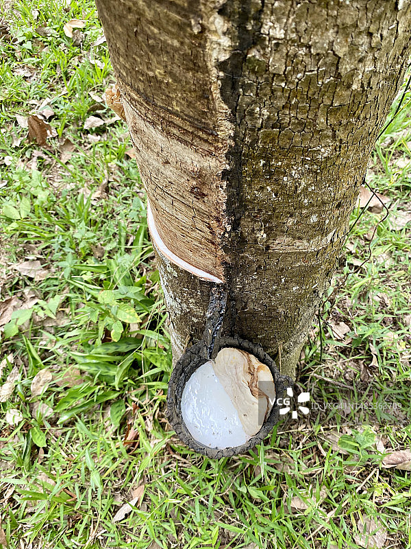 橡胶种植园中的橡胶树和装满乳胶的碗图片素材