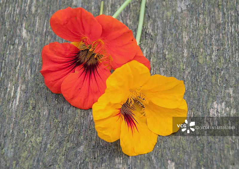 旱金莲特写，红色和黄色花朵，德国韦尔伯特图片素材