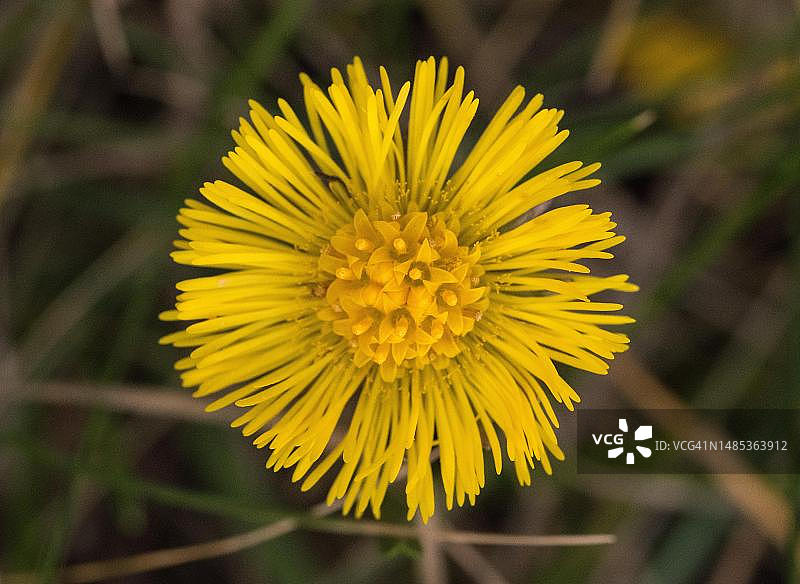 德国费尔贝特款冬花特写图片素材