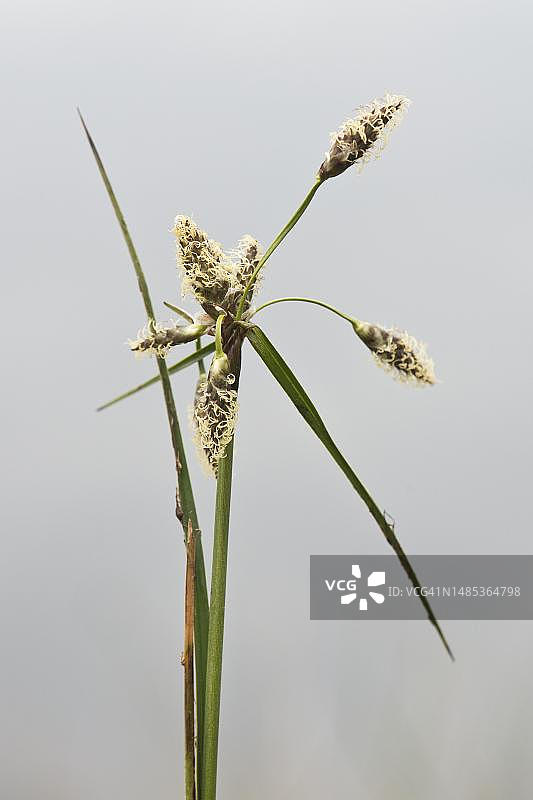 德国下萨克森州埃姆斯兰的常见棉草图片素材