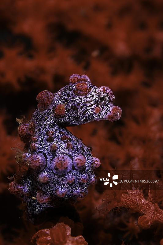 蓝碧海峡的豆丁海马图片素材