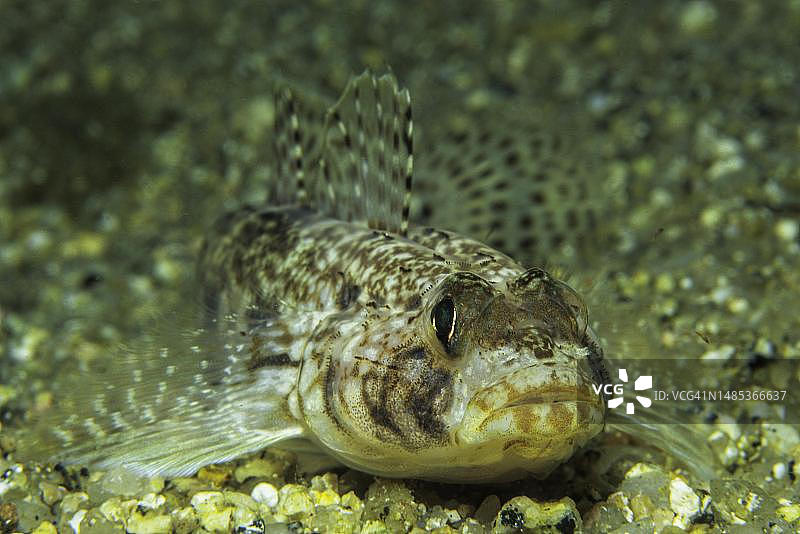 卡内斯特里尼虾虎鱼（Pomatoschistus canestrinii），科西嘉岛，法国图片素材