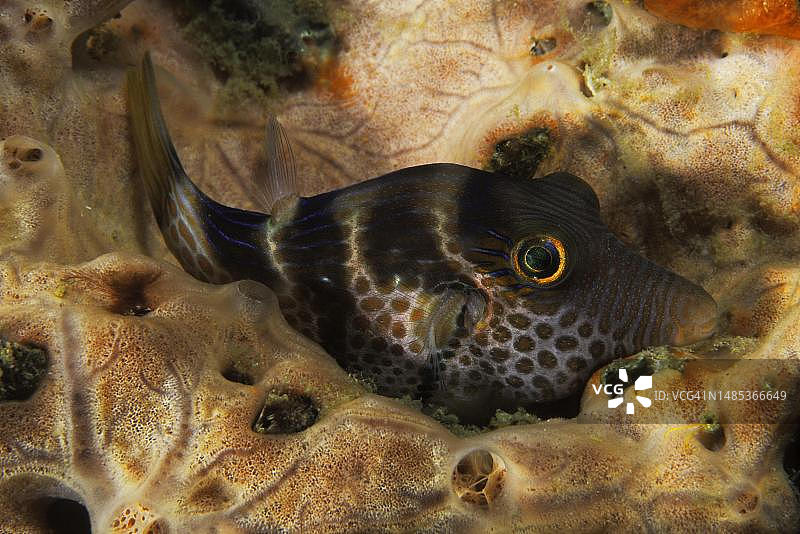 filefish（Paraluteres prionurus），菲律宾苏禄湖图片素材