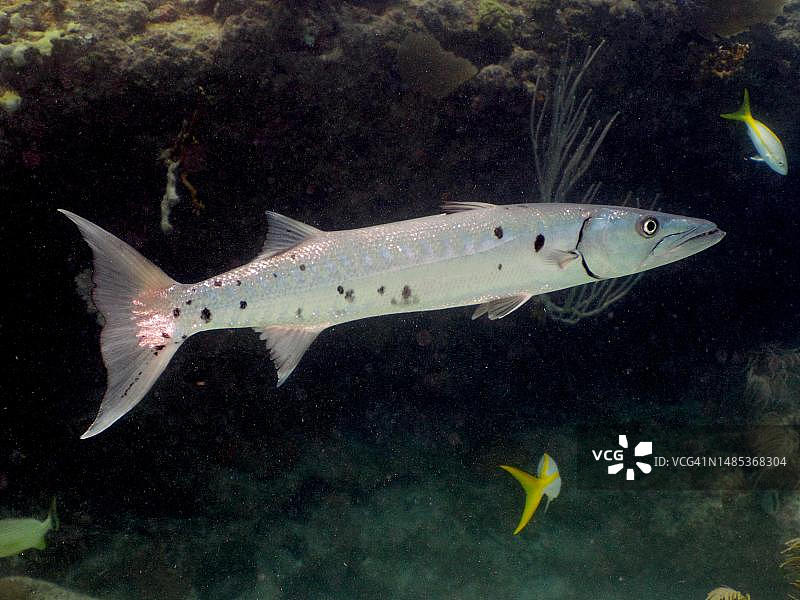 梭鱼,约翰·彭内坎普珊瑚礁州立公园潜水点,基拉戈,佛罗里达群岛,佛罗里达州,美国图片素材