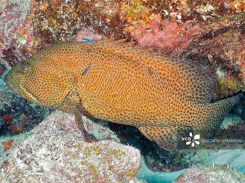 加勒比海鲈(Cephalopholis cruentata)与清洁鱼,美国佛罗里达州礁群国家公园图片素材