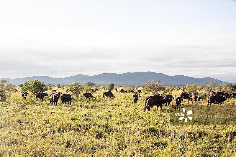 肯尼亚察沃国家公园稀树草原灌木丛中的水牛图片素材