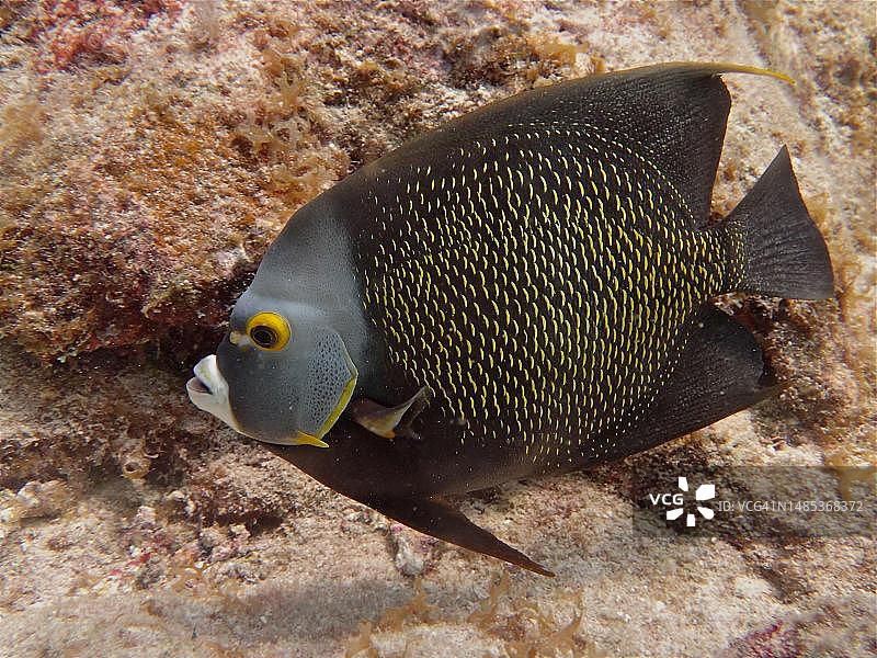 法国神仙鱼(Pomacanthus paru),Nursery潜水点,塔弗尼尔,佛罗里达礁岛群,佛罗里达州,美国图片素材