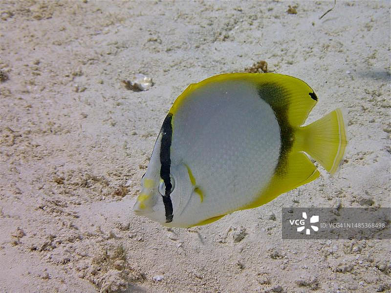 眼斑蝴蝶鱼，美国佛罗里达礁岛群图片素材