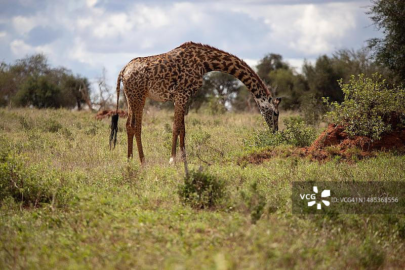 肯尼亚察沃国家公园内的长颈鹿图片素材