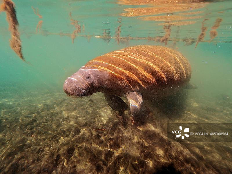 圆尾海牛，美国佛罗里达州水晶河潜水点图片素材